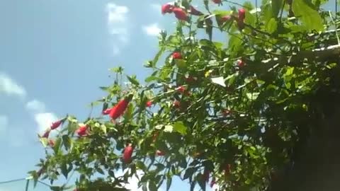 A red hibiscus tree, unfortunately all are closed [Nature & Animals]