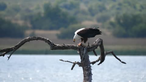 Eagle eats a fish in the lake - With quiet music