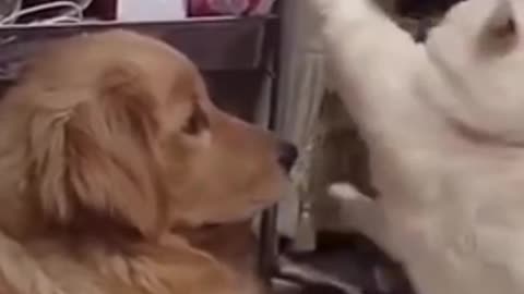 Funniest Dogs And Cats 😺 - Best Of The 2022