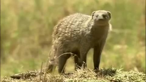 An Eagle Swoops on a Pack of Banded Mongooses | Be An Animal | BBC Earth