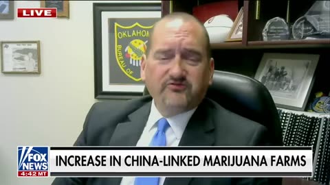 Narcotics official sounds alarm on Chinese marijuana farms in US: They want to ‘blend in’