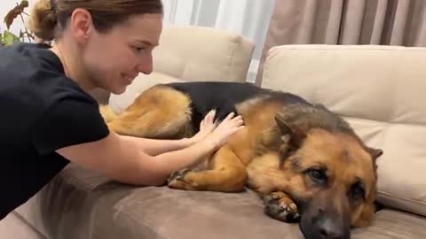Funny German Shepherd Reacts to Cuddles and Kisses [Cuteness Overload]