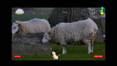 Sundar sheep#cute sheep,Sheep Frendship,Bat sheep