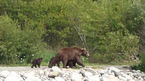 Grizzly Mom with Three Spring
