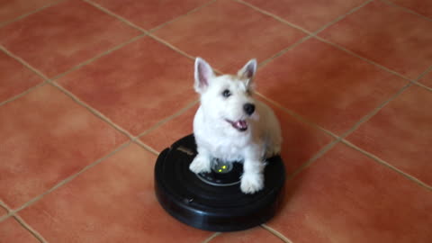 Westie Puppy Loves Riding On The Robot Vacuum