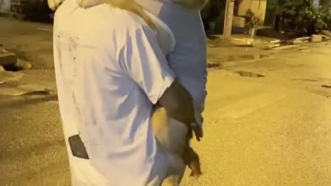 Dog is Happy to Be Carried Down the Street