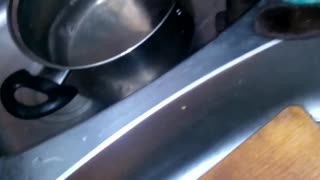 cat stirred a pot