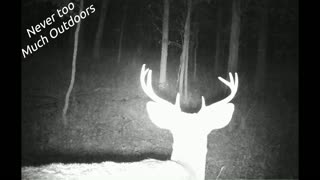 Trail Cam Photos From 2019