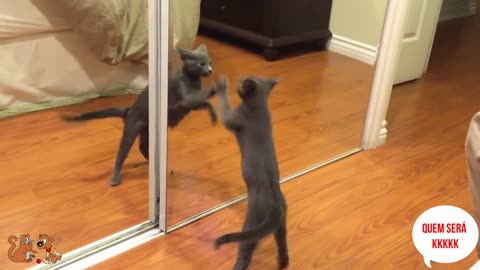 Funny Cats #Cats vs Mirror