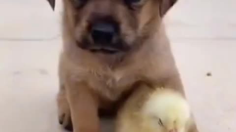 Cute pup and baby bird
