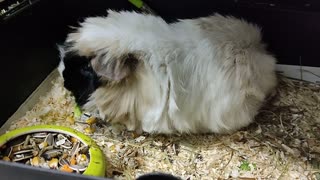 My sweet Guineea Pig eating