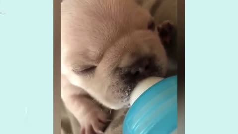 The dog's cute baby is drinking milk.