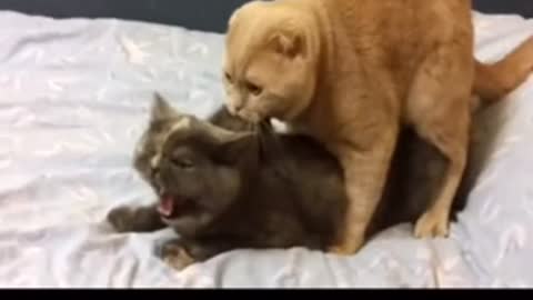 Funny cats in bed