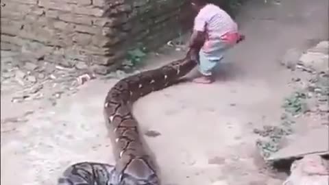 Best Friends snake