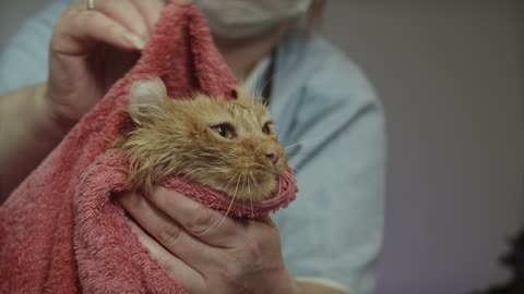 baby cat taking a bath