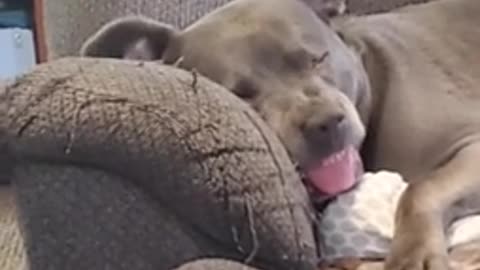 Sleeping Pit Bull has Wild Dreams