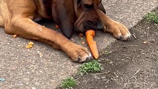 This Dog Loves Her Carrots