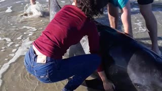 Rescuing a Beached Pilot Whale Calf