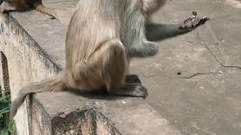 funny monkey