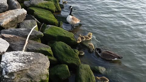 Family of ducks & ducklings clean themselves along Hudson River Greenway NYC