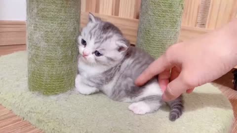 Tiny Legs, Big Adventures: Munchkin Kitten Learns to Walk!