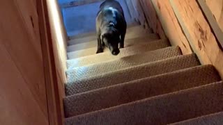 Buddy learns the stairs