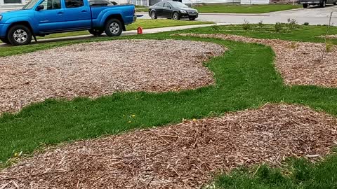 Mowing in a Sheet Mulched Edible Landscape