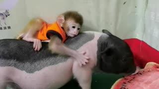 Monkey and pig playing together