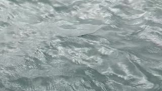 Great White Shark Swims by Fishing Boat