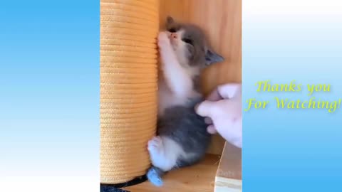 ASMR Funny animals video compilation # 6 Try not to laugh Cute Funny Cats and Dogs