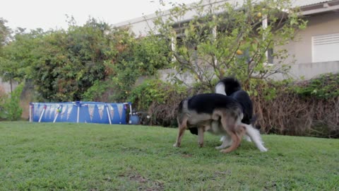 Two dogs are playing