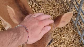 Baby cows at the milkshake farm #1