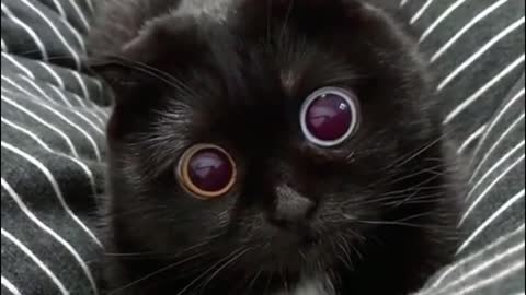 Its two eyes are different colors. Have you seen them?