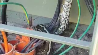 Python Lives Inside Electrical Control Box