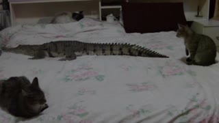 A close encounter of cats with ... a crocodile