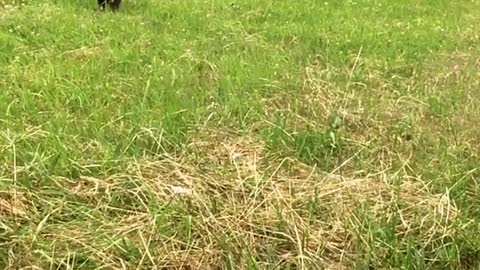 Cute dog retrieves frisbee