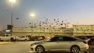 Grackles Swarm Over Texas