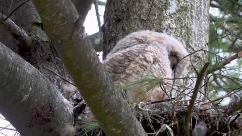 Close Up Footage of Baby Owl Waking Up In Nest