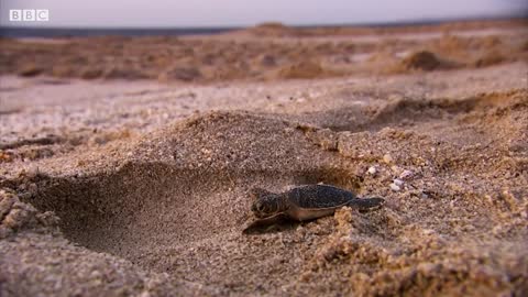 CAUGHT ON CAMERA! Green Turtle Laying Eggs | BBC Earth