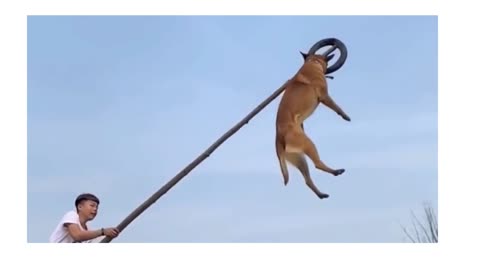 French Dog very high jump In the World.