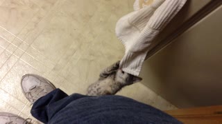 Adventurous Kitten Shows Off Climbing Skills With A Dish Towel