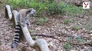 See Madagascar Lemurs and 10 facts about them
