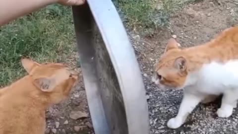 Cute and funny cats