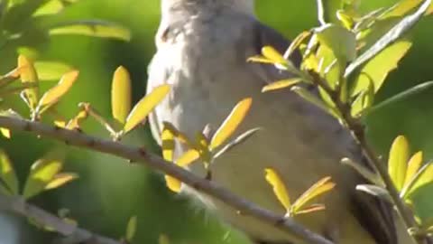 Singing Mockingbird
