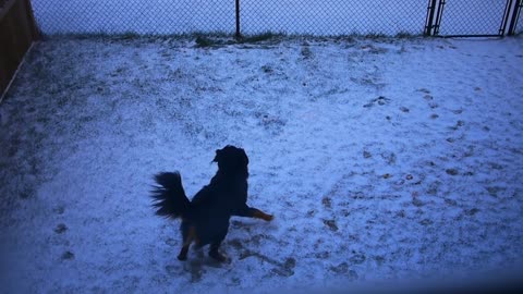 Recent snowfall sends dog into euphoric dance