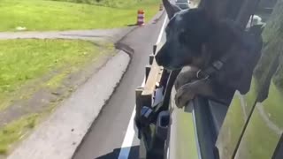 Blue Heeler Pup Chomps at Cones During Drive
