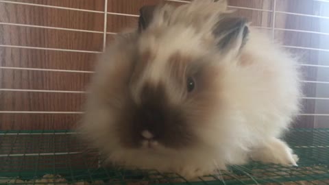 World record longest hair bunny