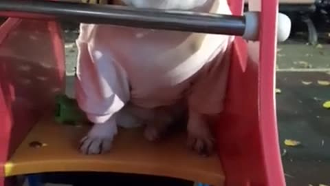 Funny and Very Cute French Bulldog Love to Play Swing
