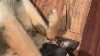 Playing Dead German Shepherd - Funny Dog Trick