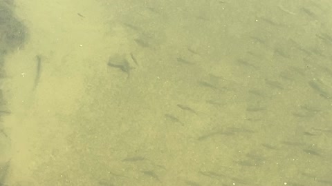 Minnows of the Humber River 17